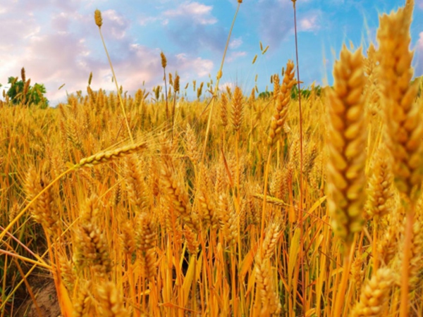 小白心里軟麥芽夾心餅干，懂味更懂胃